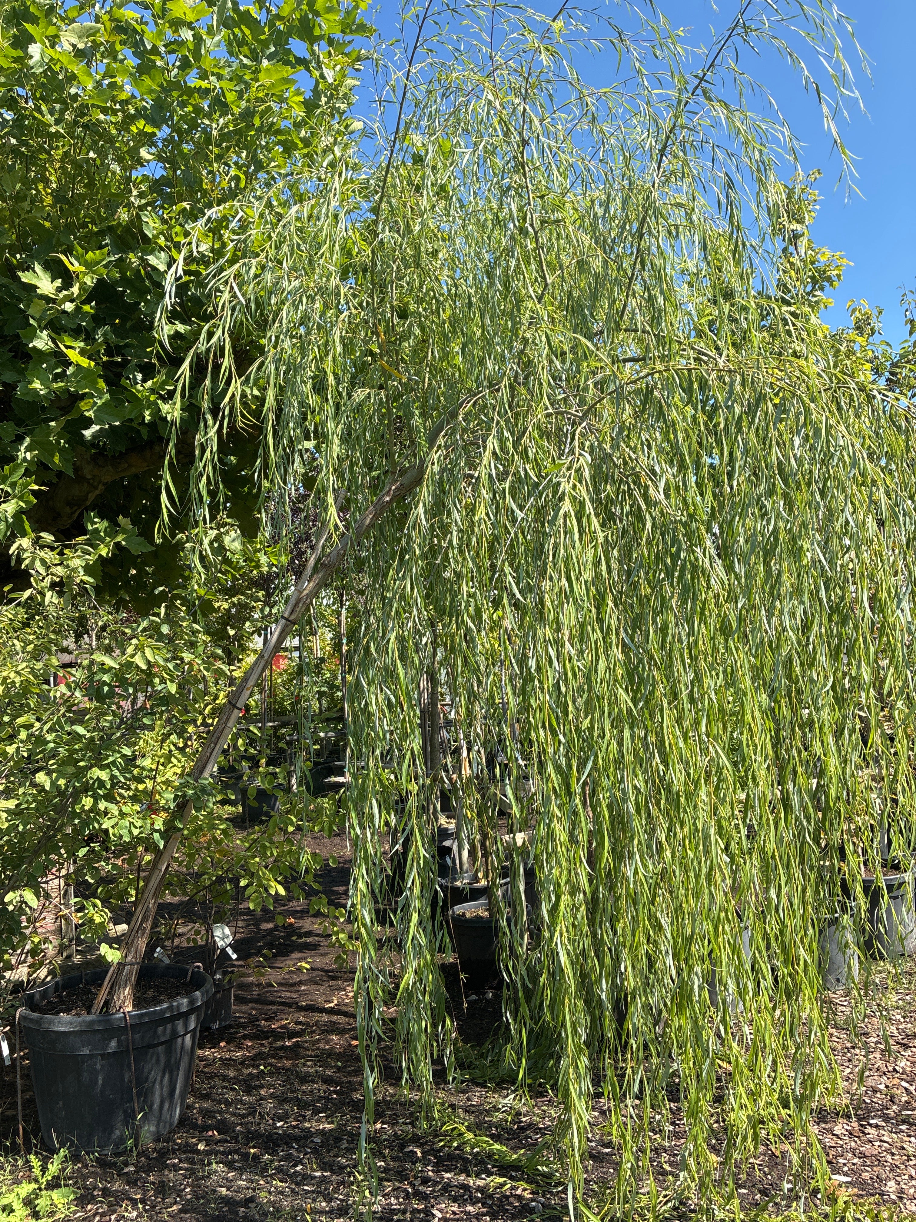 Babylonische Weide / Salix babylonica
